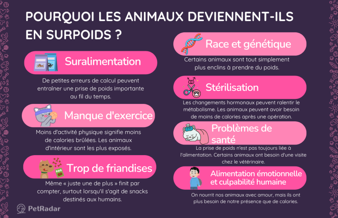 Infographie expliquant les principales raisons pour lesquelles les animaux deviennent en surpoids, notamment la suralimentation, le manque d'exercice et l'alimentation émotionnelle, avec des icônes colorées et de jolies illustrations