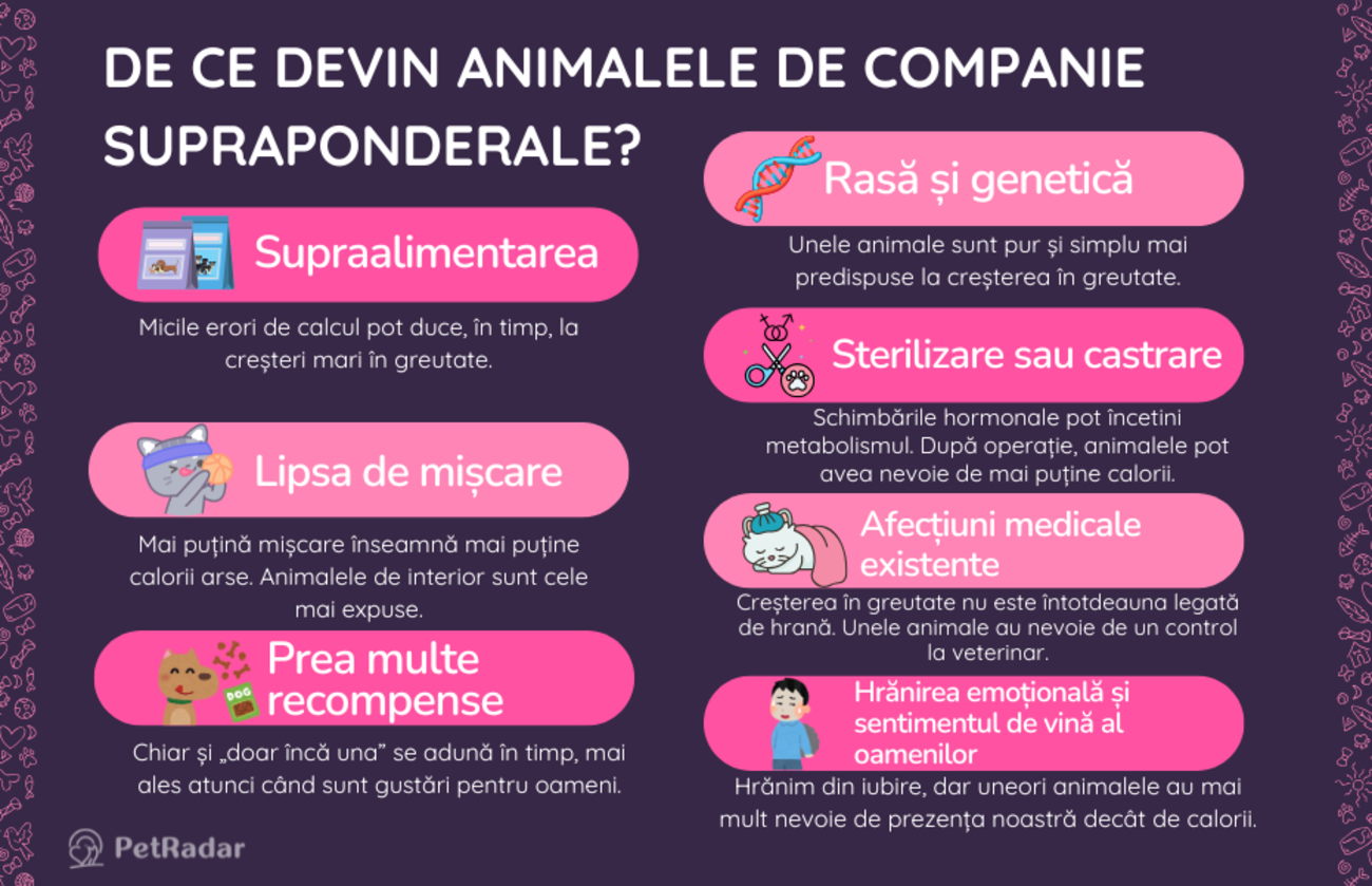 Infografic care explică principalele motive pentru care animalele de companie devin supraponderale, inclusiv supraalimentarea, lipsa de mișcare și hrănirea emoțională, cu pictograme colorate și ilustrații simpatice
