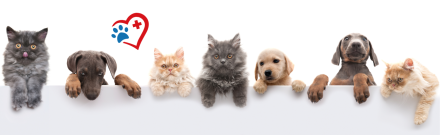 The Health Benefits of Owning a Pet: What Science Says