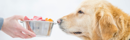 Golden Retriever mirosind un bol cu hrană proaspătă și nutritivă, cu carne și legume, simbolizând o dietă echilibrată pentru câini.