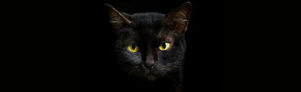 Zwarte katten: geschiedenis, adoptie trends, rassen en namen