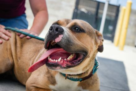 US Animal Shelter Facts & Statistics 2025