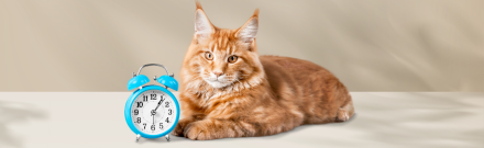 Hoe lang leven katten? En hoe je ze kunt helpen langer te leven