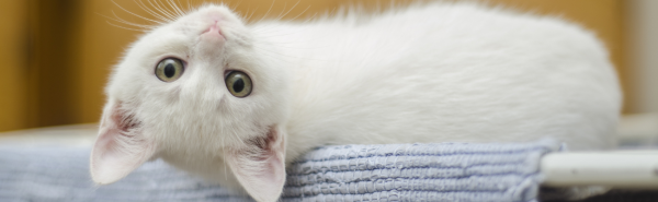 Adorable white kitten lying on a soft surface, looking upside down with curious green eyes.