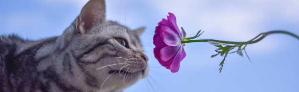 Poes ruikt aan een paarse bloem