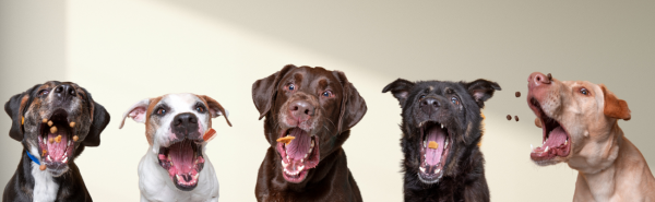 ポジティブ強化法としておやつをもらうかわいい犬たち