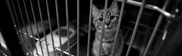 beautiful kitty in a shelter looking out from a cage