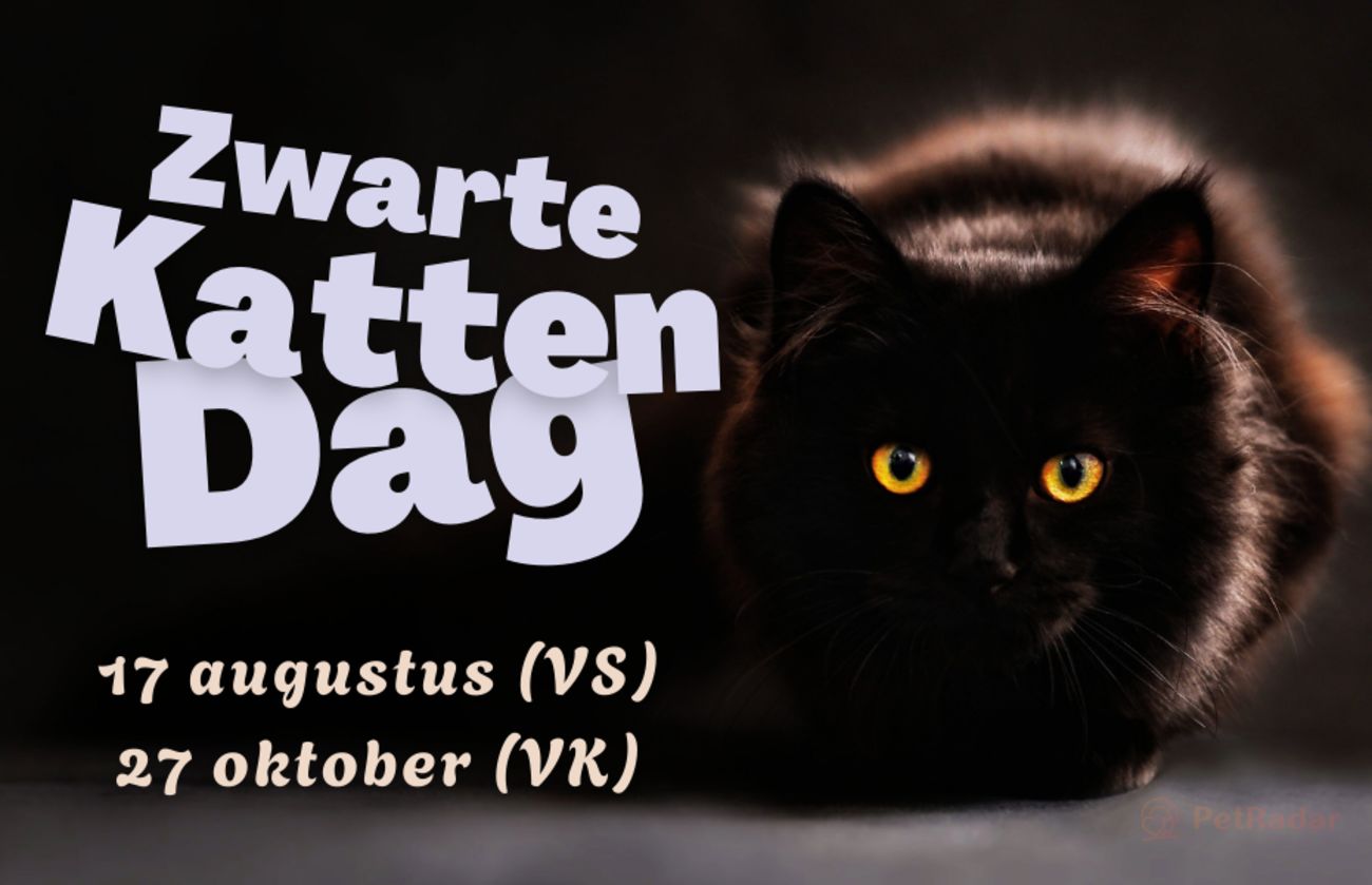 Afbeelding voor Black Cat Day met opvallende oranje tekst en een pluizige zwarte kat met gele ogen, ter promotie van adoptiedagen in de VS en het VK