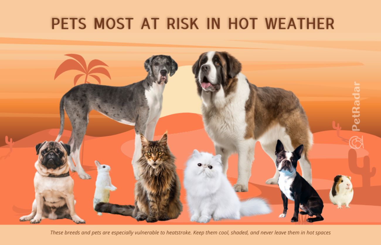 Image titled Pets Most at Risk in Hot Weather, showing vulnerable pet breeds like a pug, Saint Bernard, Persian cat and more