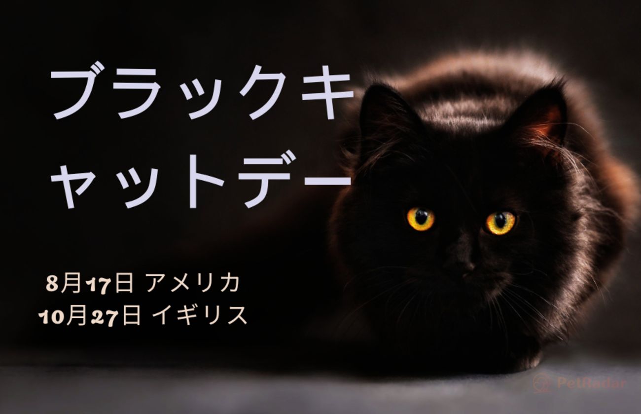 黒猫の日グラフィック。太字のオレンジ色のテキストと、黄色い目をしたふわふわの黒猫が、アメリカとイギリスの里親募集キャンペーンの日程を宣伝している