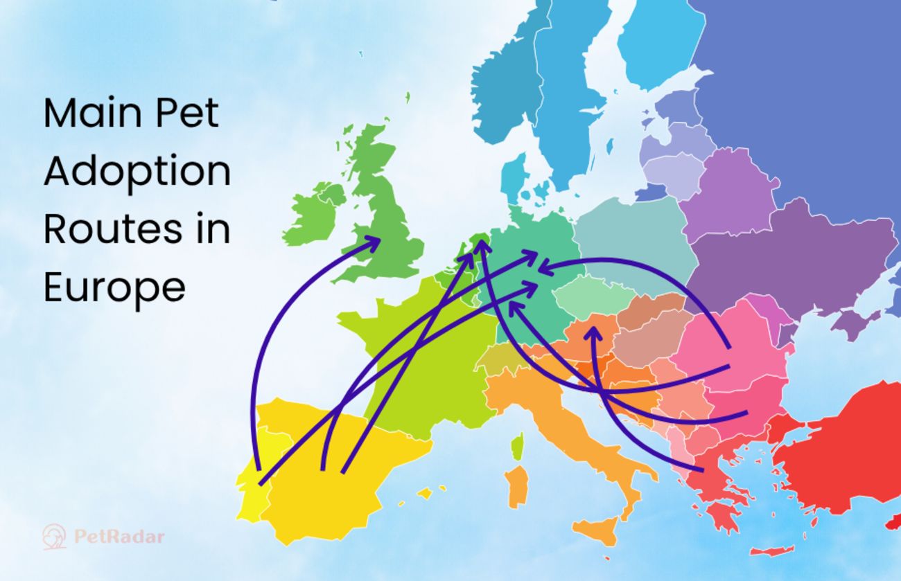 Colorful map of Europe showing main pet adoption routes