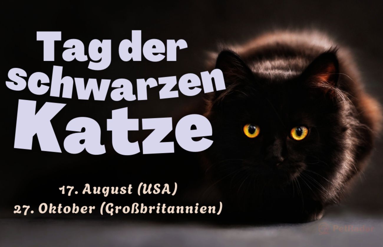 Grafik zum Tag der schwarzen Katze mit fettgedrucktem orangefarbenem Text und einer flauschigen schwarzen Katze mit gelben Augen, die auf Adoptionsaktionen in den USA und Großbritannien aufmerksam macht