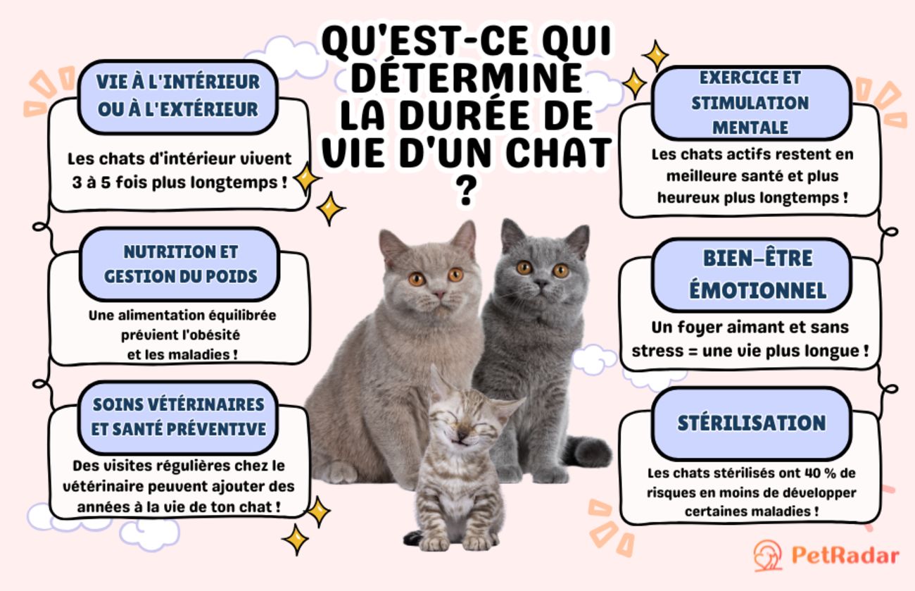 Liste des facteurs qui déterminent la durée de vie d'un chat