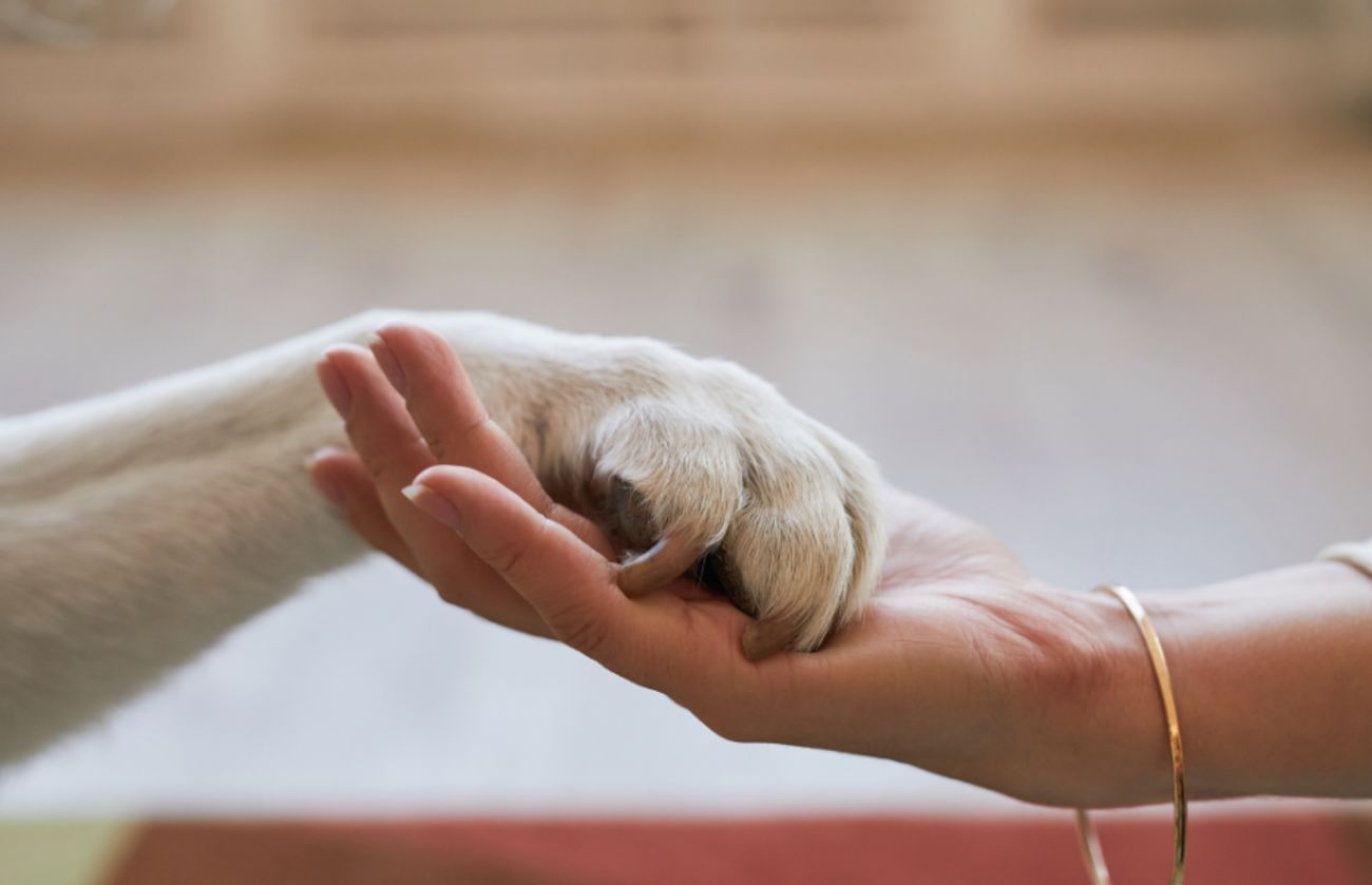 A close-up of a dog’s paw resting gently in a human hand, symbolizing trust, companionship, and the bond between pets and their people
