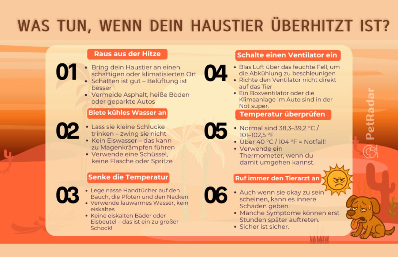 Infografik mit dem Titel „Was tun, wenn dein Haustier überhitzt ist?“ mit sechs Notfallmaßnahmen mit Symbolen und Tipps