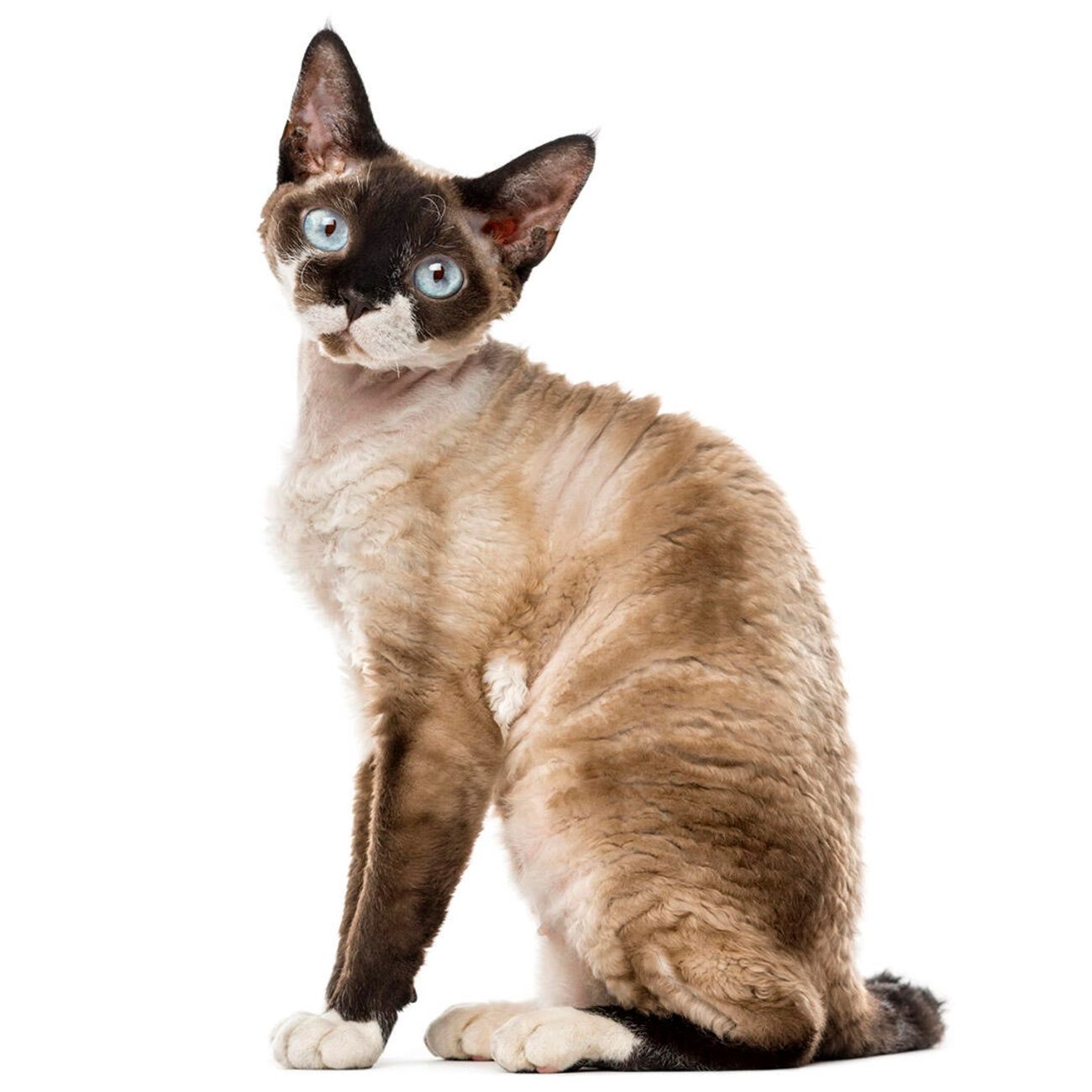 A devon rex cat