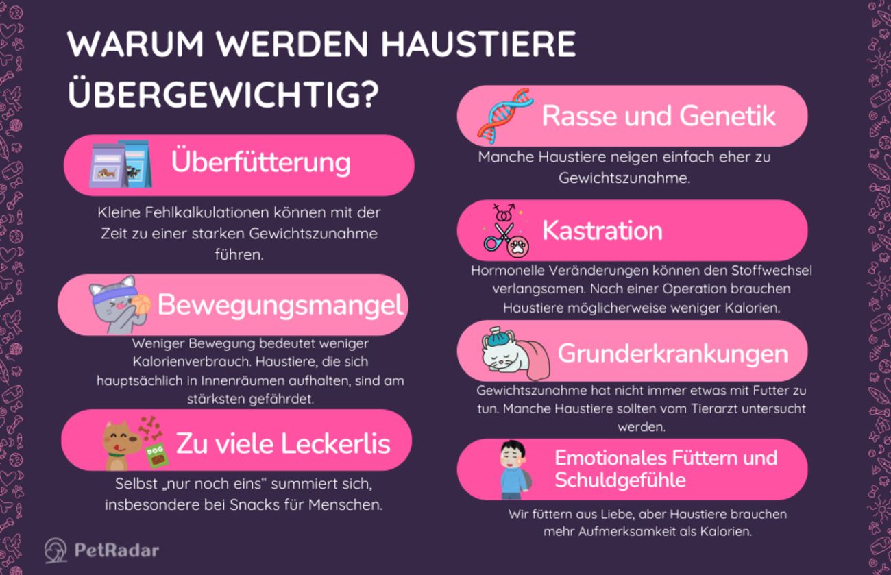 Infografik mit den wichtigsten Gründen für Übergewicht bei Haustieren, darunter Überfütterung, Bewegungsmangel und emotionales Füttern, mit bunten Symbolen und niedlichen Illustrationen