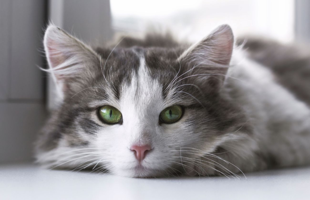 Long-haired gray and white cat with green eyes lying down near a window, demonstrating calm feline observation