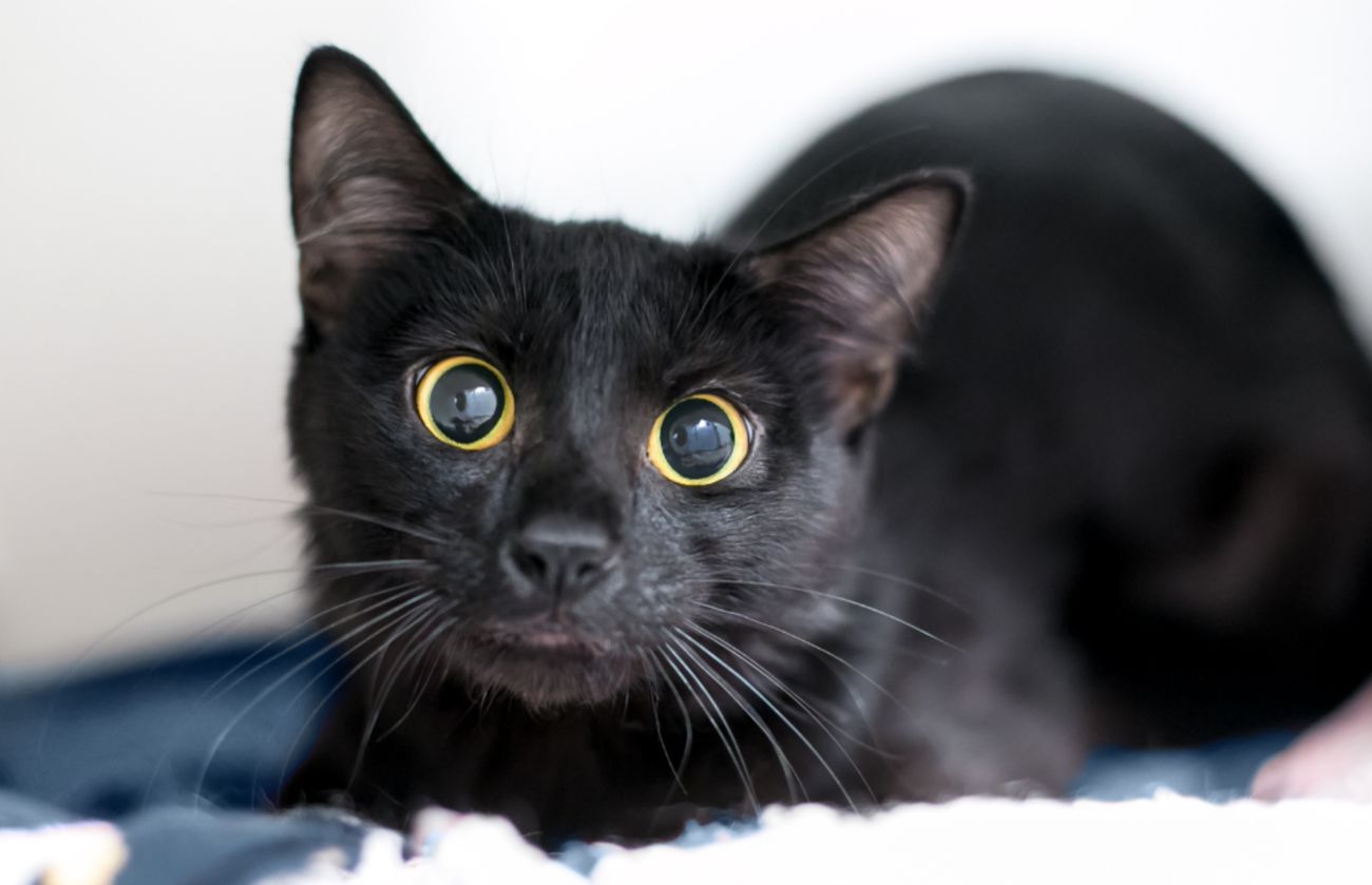 Black cat with large round yellow eyes looking alert, emphasizing low-light vision and feline sensitivity to movement