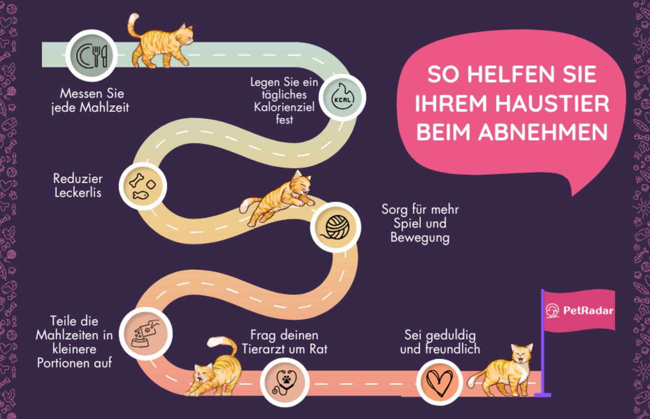 Infografik mit einer spielerischen Schritt-für-Schritt-Anleitung, wie du Haustieren beim Abnehmen helfen kannst, mit illustrierten Katzen, die einen Weg von der Portionskontrolle bis zum Tierarztbesuch gehen