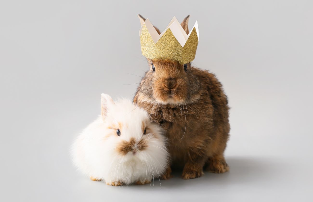 2匹のかわいいウサギが並んで座っている。1匹はふわふわの白いウサギ、もう1匹は茶色で金の冠をかぶっている