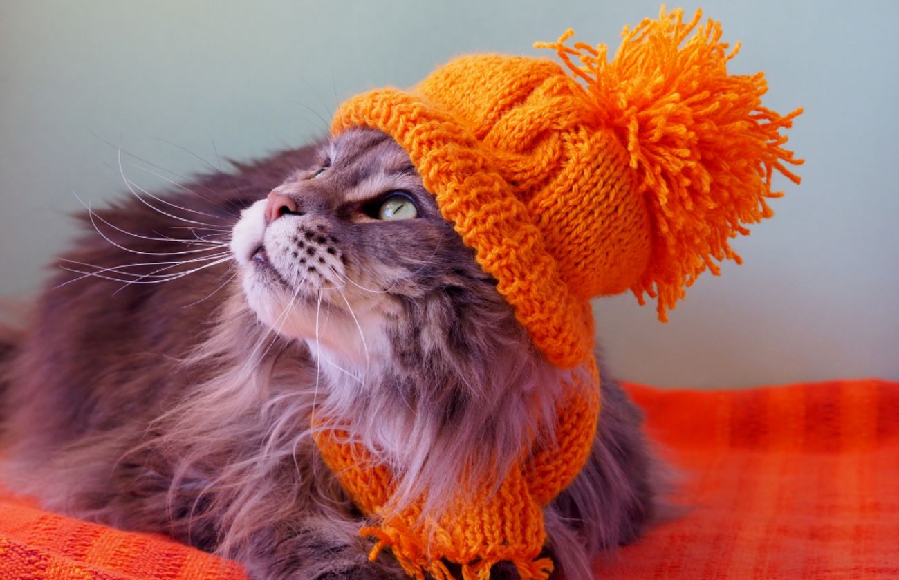 Fluffige langhaarige Katze mit leuchtend orangefarbener Strickmütze und Schal, die auf einer passenden orangefarbenen Decke faulenzt