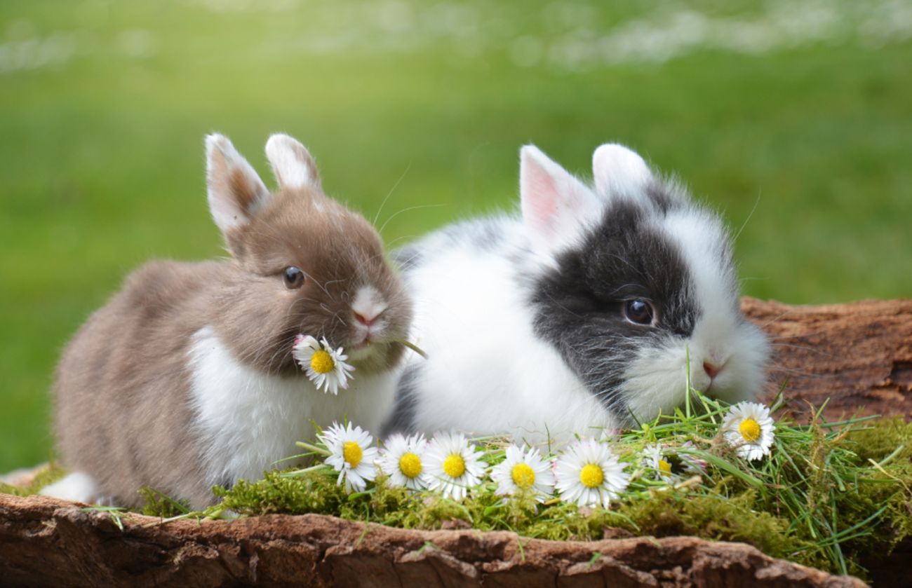 自然の風景の中で、デイジーに囲まれた2匹の赤ちゃんウサギ。1匹が花をかじり、穏やかで春らしい雰囲気を漂わせている