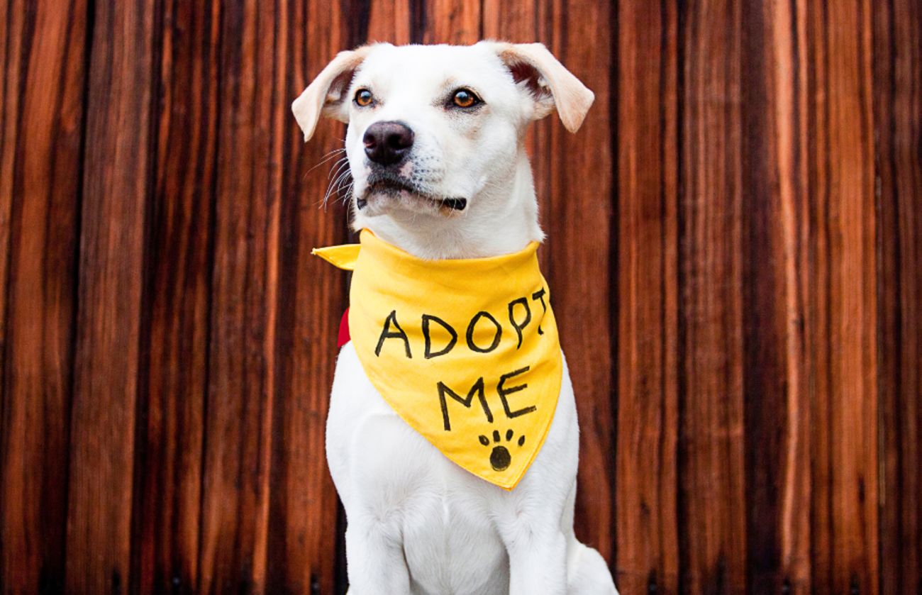 Witte kruising-hond met gele ‘Adopteer Mij’-bandana zit voor een houten achtergrond.