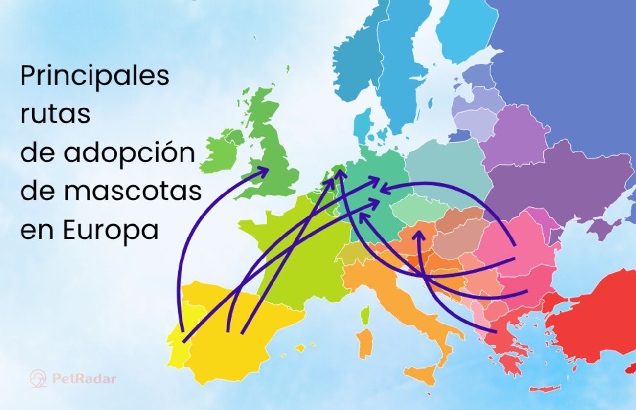 Mapa colorido de Europa que muestra las principales rutas de adopción de mascotas