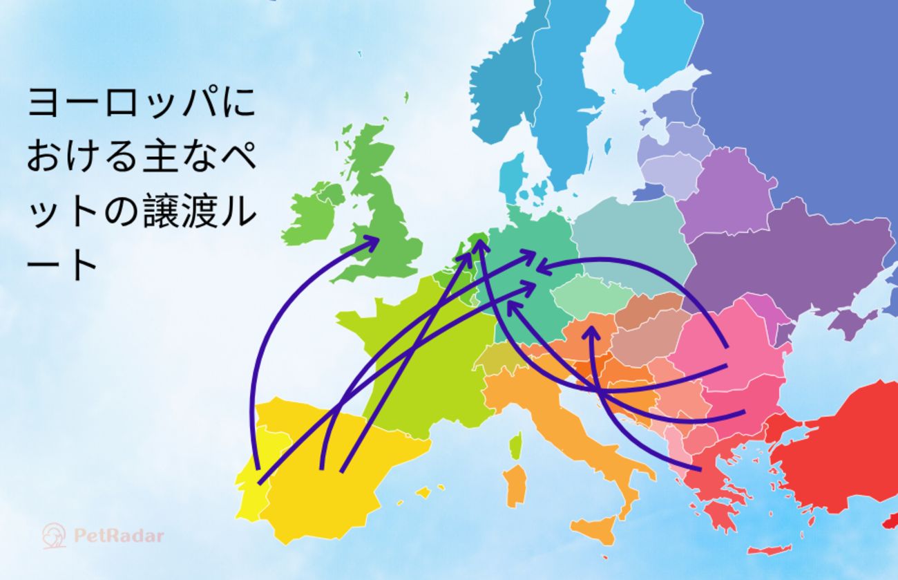 ヨーロッパの主要なペット譲渡ルートを示したカラフルな地図