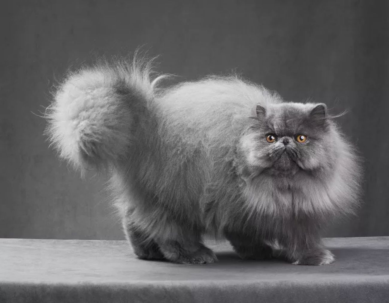 persian cat