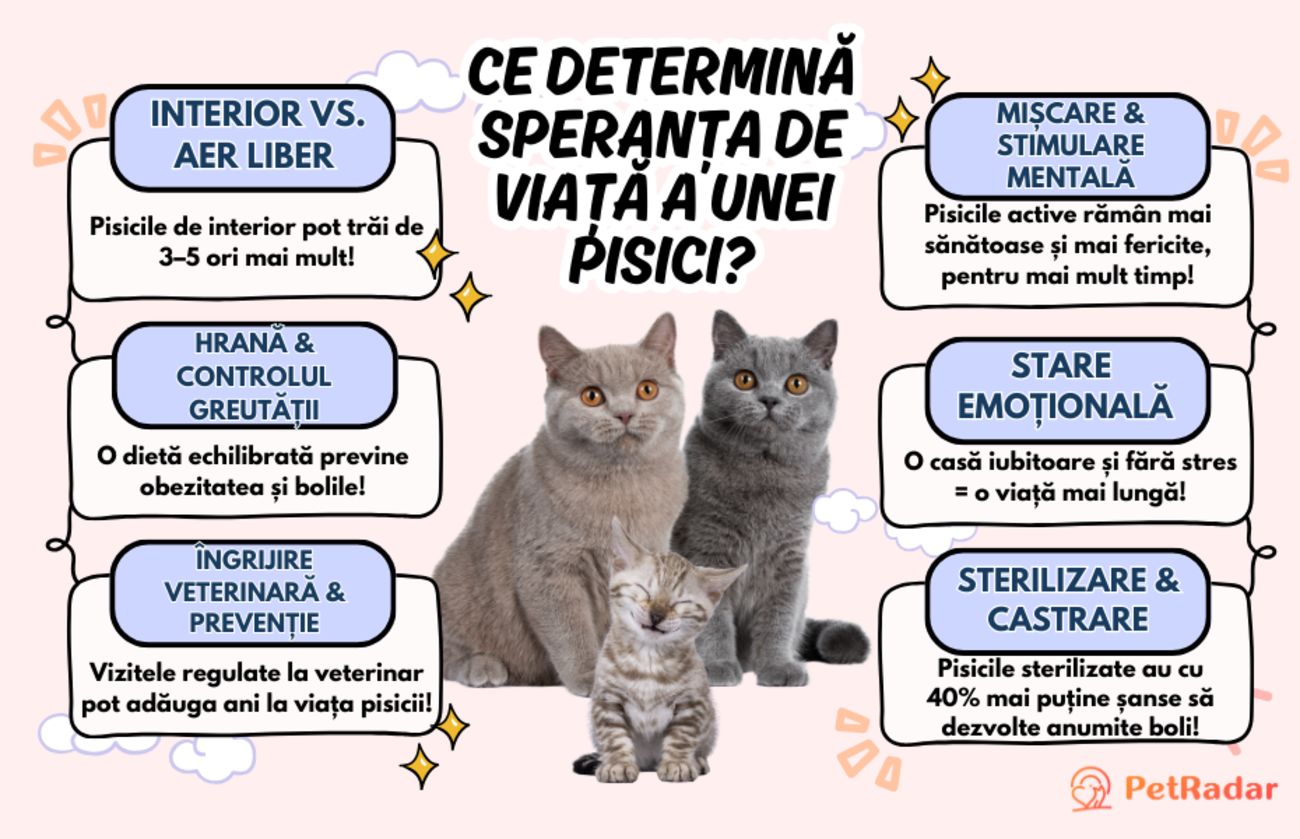 Factorii principali care determină speranța de viață a unei pisici