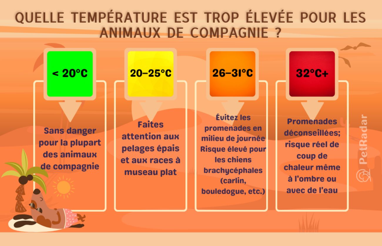 Infographie avec code couleur intitulée « Quelle température est trop élevée pour la sécurité des animaux de compagnie en fonction de la température », indiquant les niveaux de danger pour les promenades à différentes températures