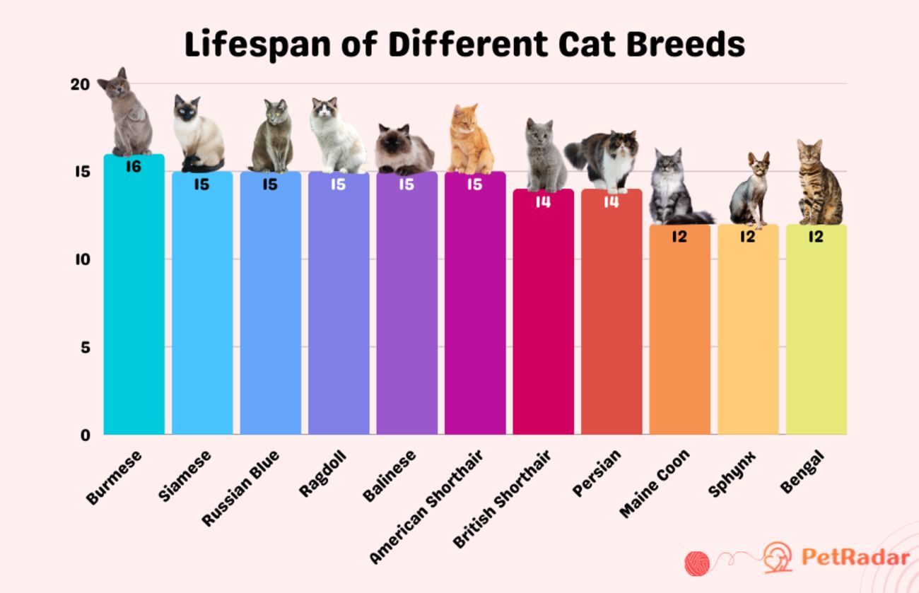 Lifespan of Different Cat Breeds Chart