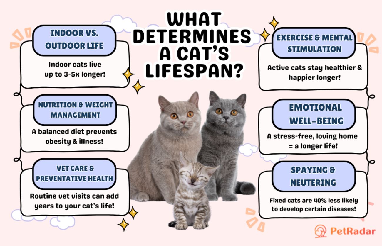 What Determines a Cat Lifespan - key factors map