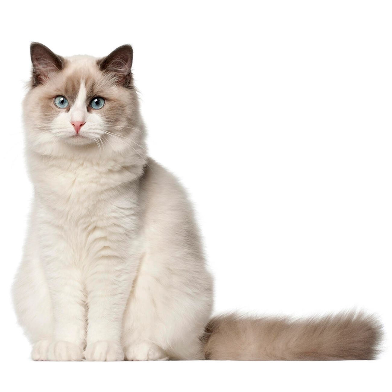 a ragdoll cat