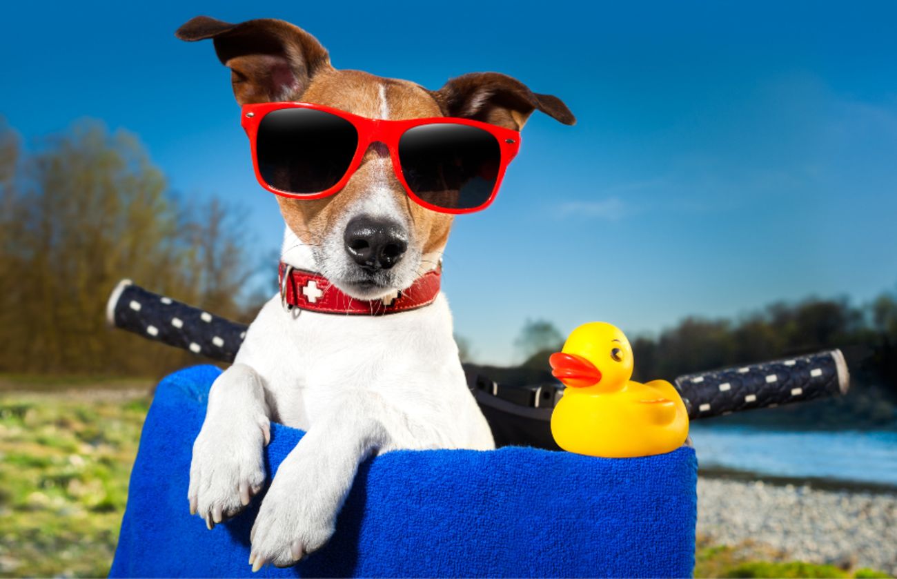 Stylischer Jack Russell Terrier mit roter Sonnenbrille genießt einen sonnigen Tag im Fahrradkorb