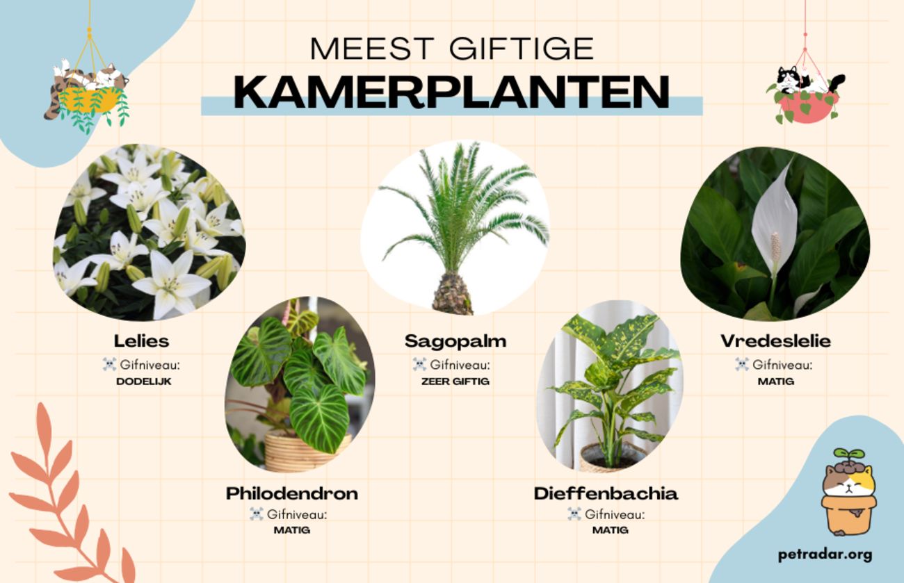 MEEST GIFTIGE KAMERPLANTEN VOOR KATTEN