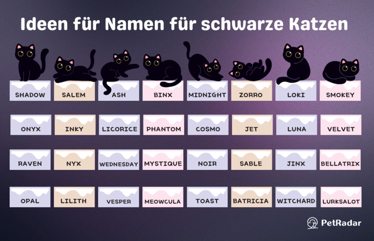 Ideen für Namen für schwarze Katzen