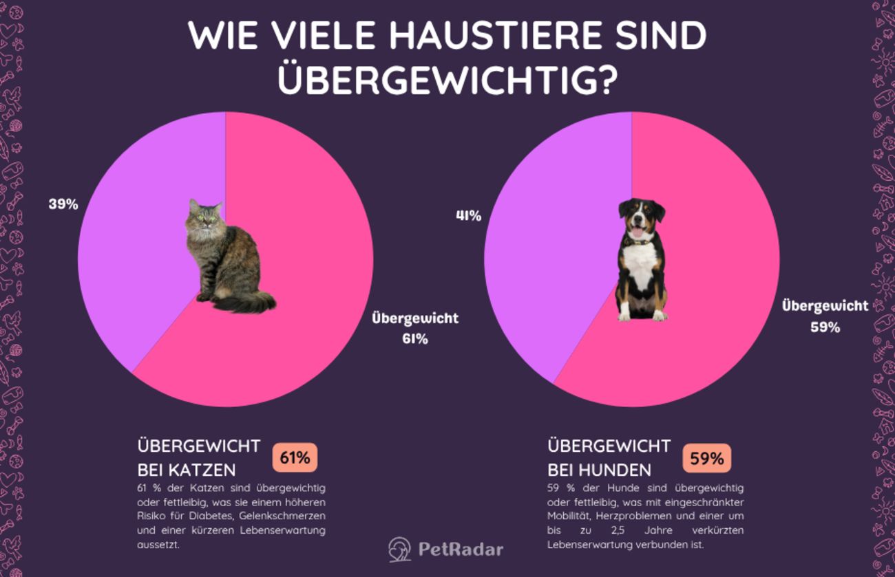 Zwei nebeneinander angeordnete Tortendiagramme zeigen, dass 61 % der Katzen und 59 % der Hunde übergewichtig sind, mit Fotos einer Katze und eines Hundes, die über die entsprechenden Diagrammabschnitte gelegt sind