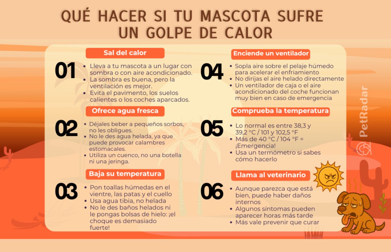 Infografía titulada «Qué hacer si tu mascota sufre un golpe de calor», que muestra seis pasos de emergencia con iconos y consejos