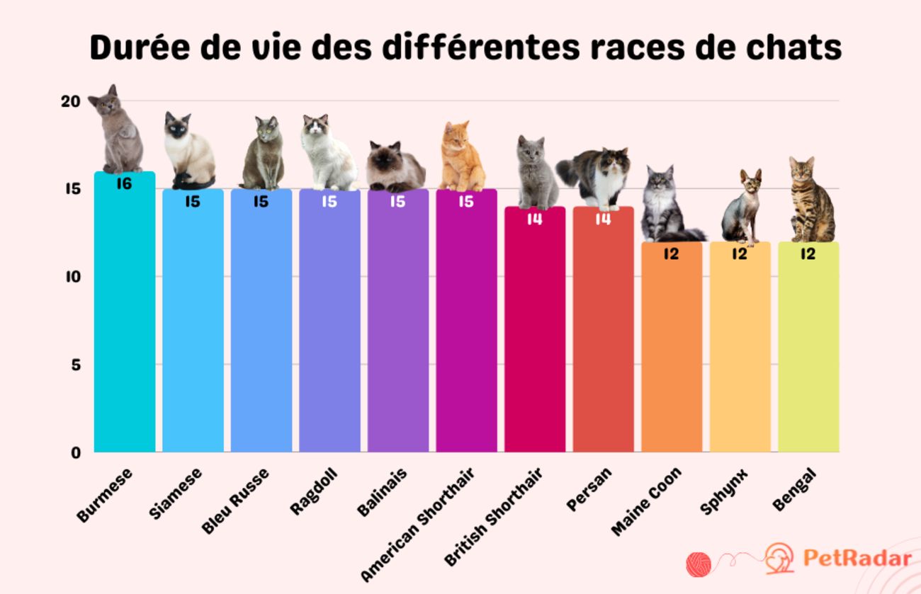 Graphique de la durée de vie des différentes races de chats