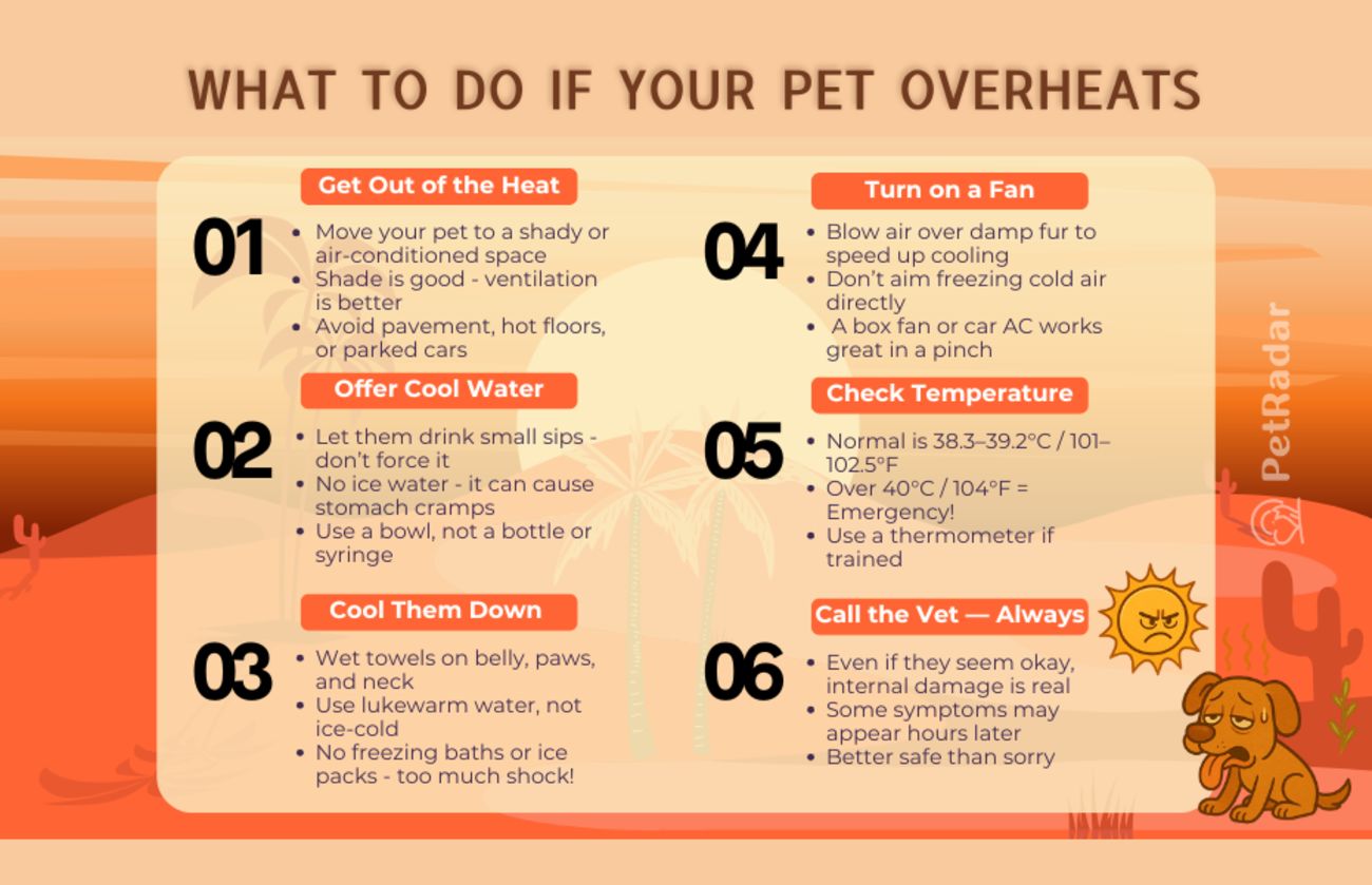 Infographic titled What to Do If Your Pet Overheats showing six emergency steps with icons and tips