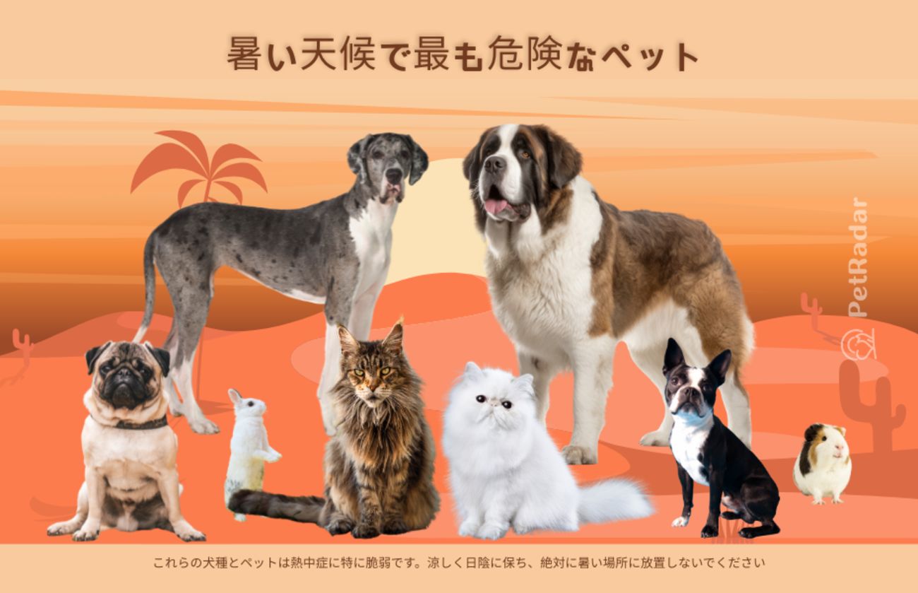 画像タイトル：暑い季節に最も危険なペット、パグ、セントバーナード、ペルシャ猫など脆弱なペットの品種を示す画像