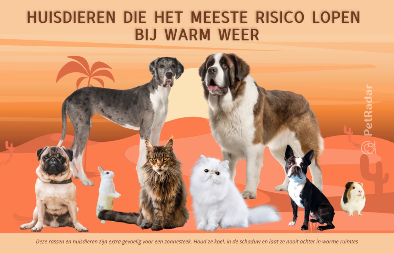 Afbeelding met de titel ‘Huisdieren die het meeste risico lopen bij warm weer’, met kwetsbare huisdierrassen zoals een mopshond, Sint-Bernard, Perzische kat en meer