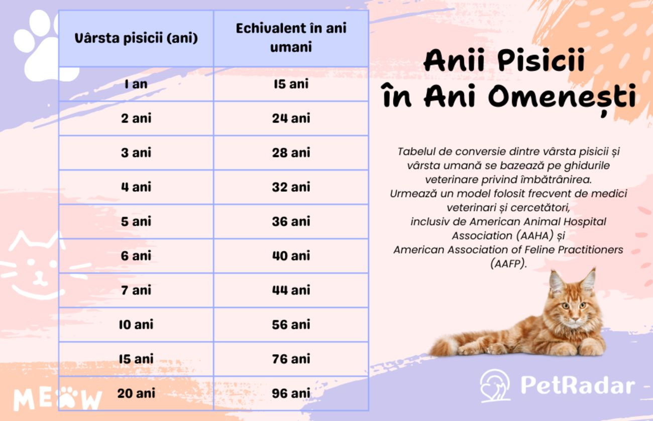 transforma Anii Pisicii în Ani Omenești