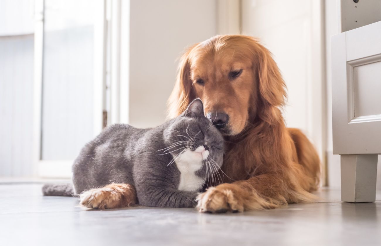 A golden retriever gently resting its head on a grey-and-white cat in a cozy home, symbolizing love, safety, and the importance of protecting pets from harm