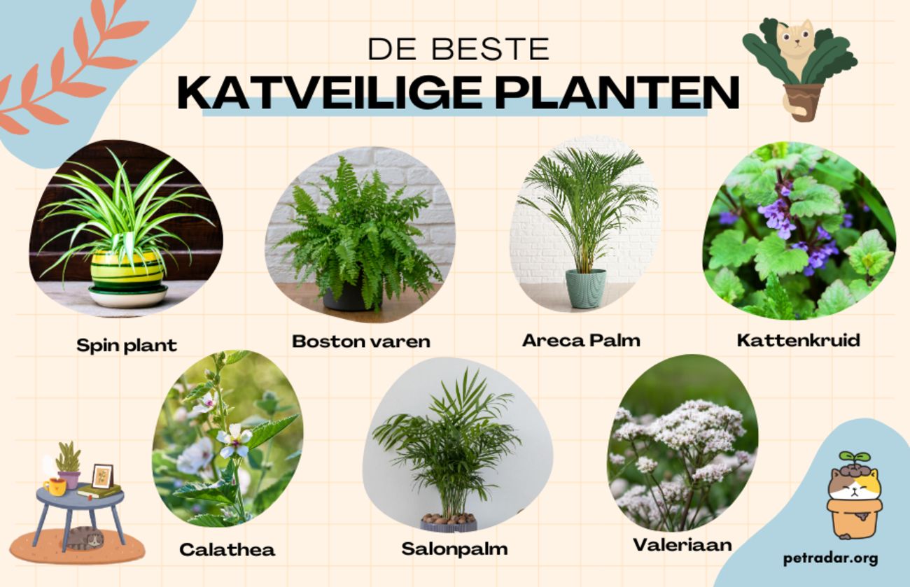De beste katveilige planten