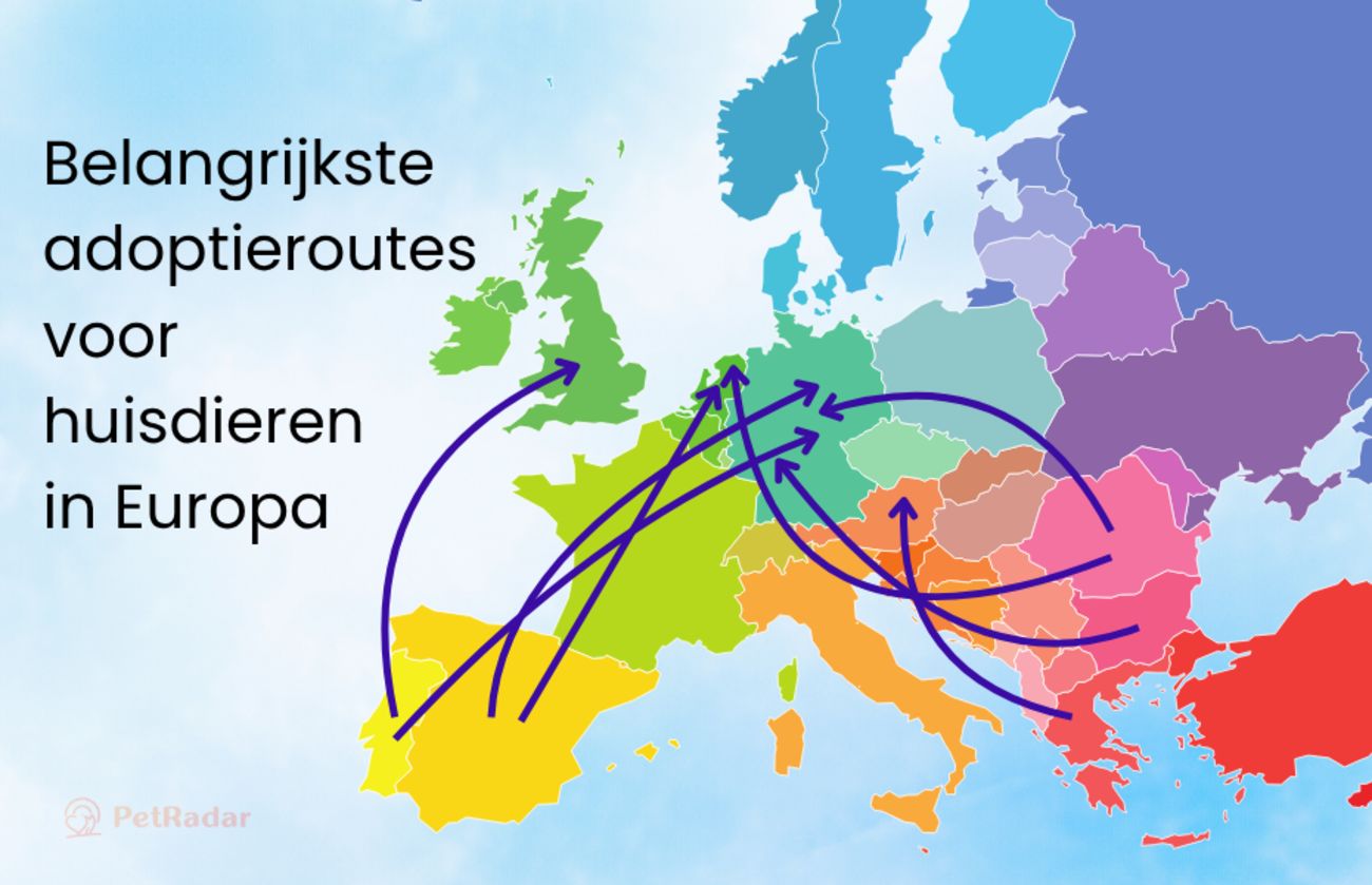 Kleurrijke kaart van Europa met de belangrijkste adoptieroutes van huisdieren