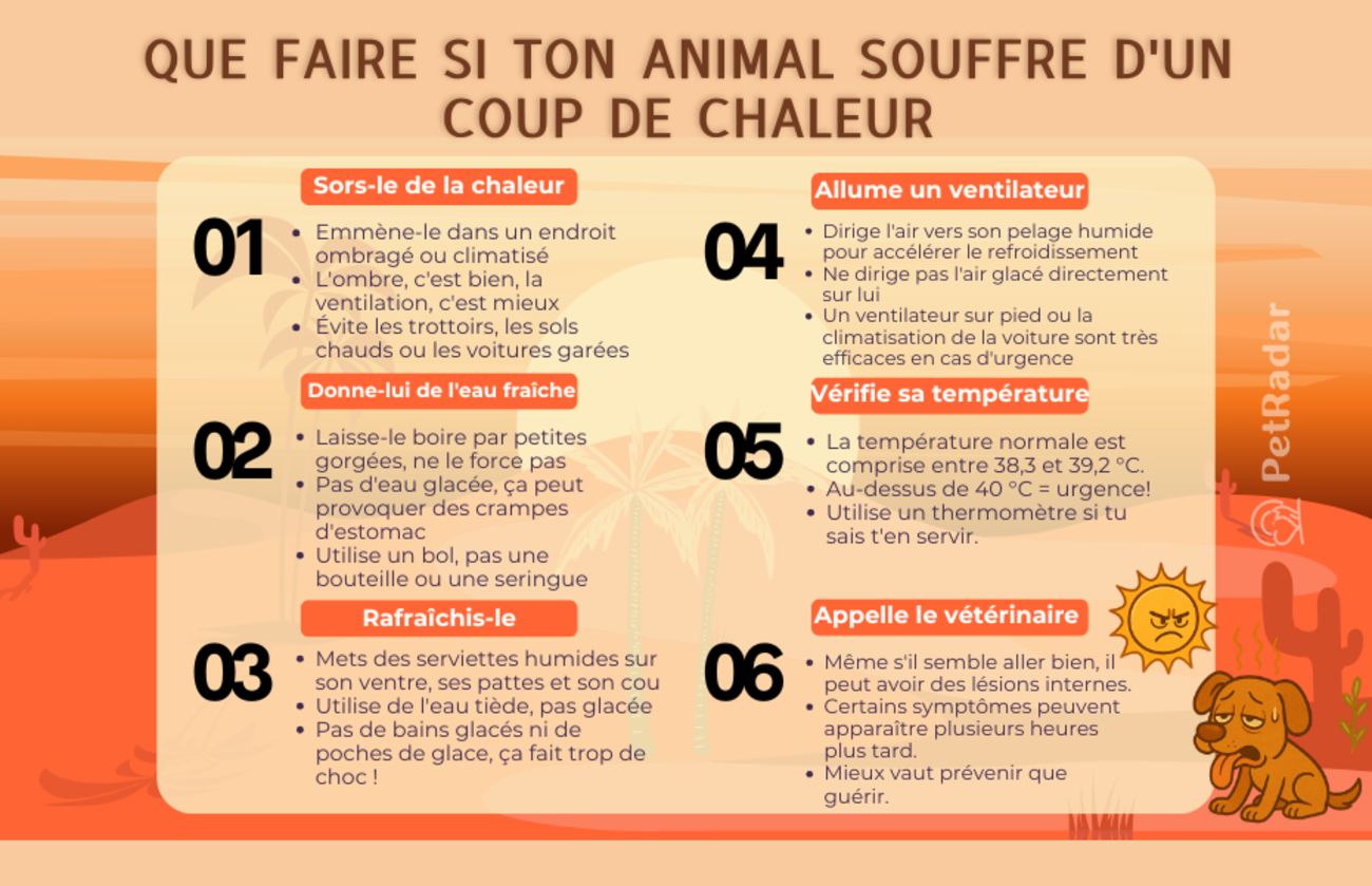 Infographie intitulée « Que faire si votre animal souffre d'un coup de chaleur » présentant six mesures d'urgence avec des icônes et des conseils